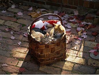 肉鸽动作冒险游戏《克苏鲁异闻录2》现已在Steam发售