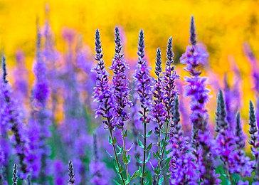 《看门狗2》领衔 Game Pass 7月下旬名单公开